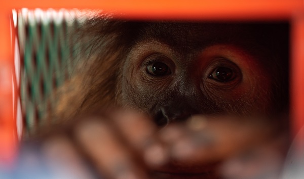Shizuka, a seven-year-old female Sumatran orangutan, seen in a cage before being transferred to Indonesia at Suvarnabhumi International Airport. CREDIT: SOPA Images/Getty Images