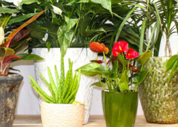 The Secret to Healthy Houseplants and Amazing Succulents on January 16, 2024