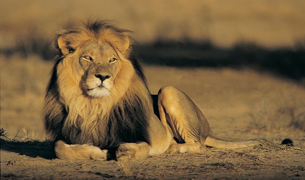 Kalahari Lion (Panthera leo). CREDIT: Digital Vision/Getty Images