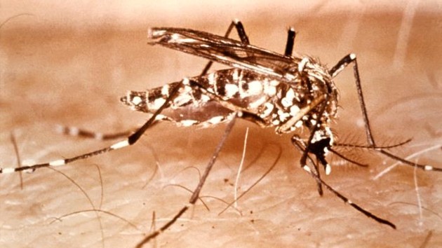 Aedes aegypti mosquito, a known trasmitter of dengue. Photo via CDC