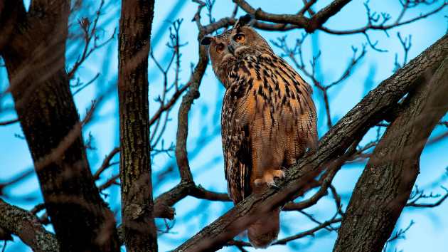 Flaco, a Eurasian eagle owl that escaped from the Central Park Zoo, in Central Park, New York City, Feb. 15, 2023. -- Andrew Lichtenstein/Corbis via Getty Images/FILE