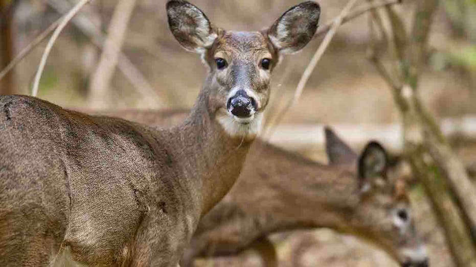 Chronic Wasting Disease Detected in Four New Illinois Counties Impacting Deer Health