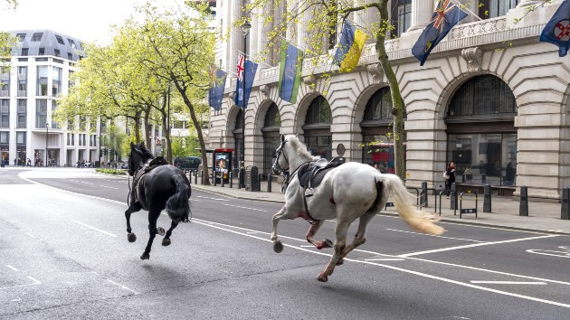 Two horses on the loose bolt through the streets of London near Aldwych. Picture date: Wednesday April 24, 2024. (Jordan Pettitt/PA Images via Getty Images)