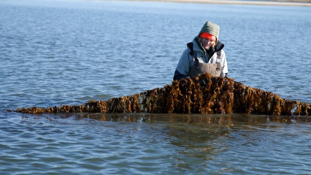 Long Island kelp farmer Sue Wicks holds a line of kelp in the Moriches Bay. Via ABC News
