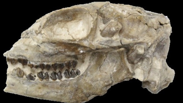 A high definition photo of the Santuccimeryx skull discovered at Badlands National Park in 2016. -- National Park Service