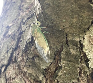 The Buzz Around Town