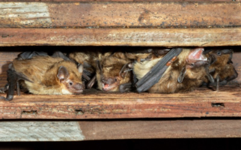 Rabies-Positive Bat Found In McDonough County Home