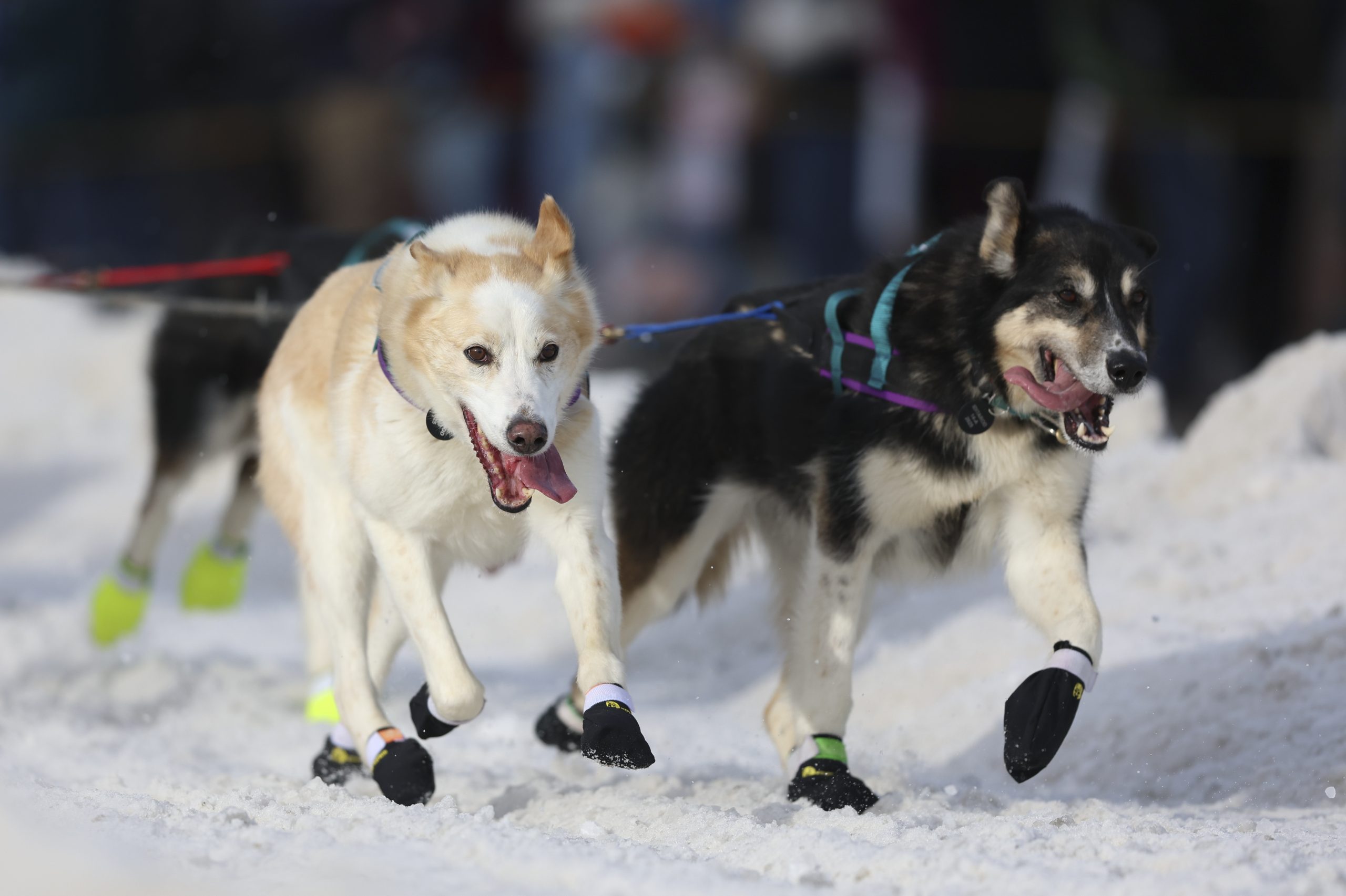 Mushers begin rugged Iditarod race after lack of snow forces major changes to iconic Alaska event