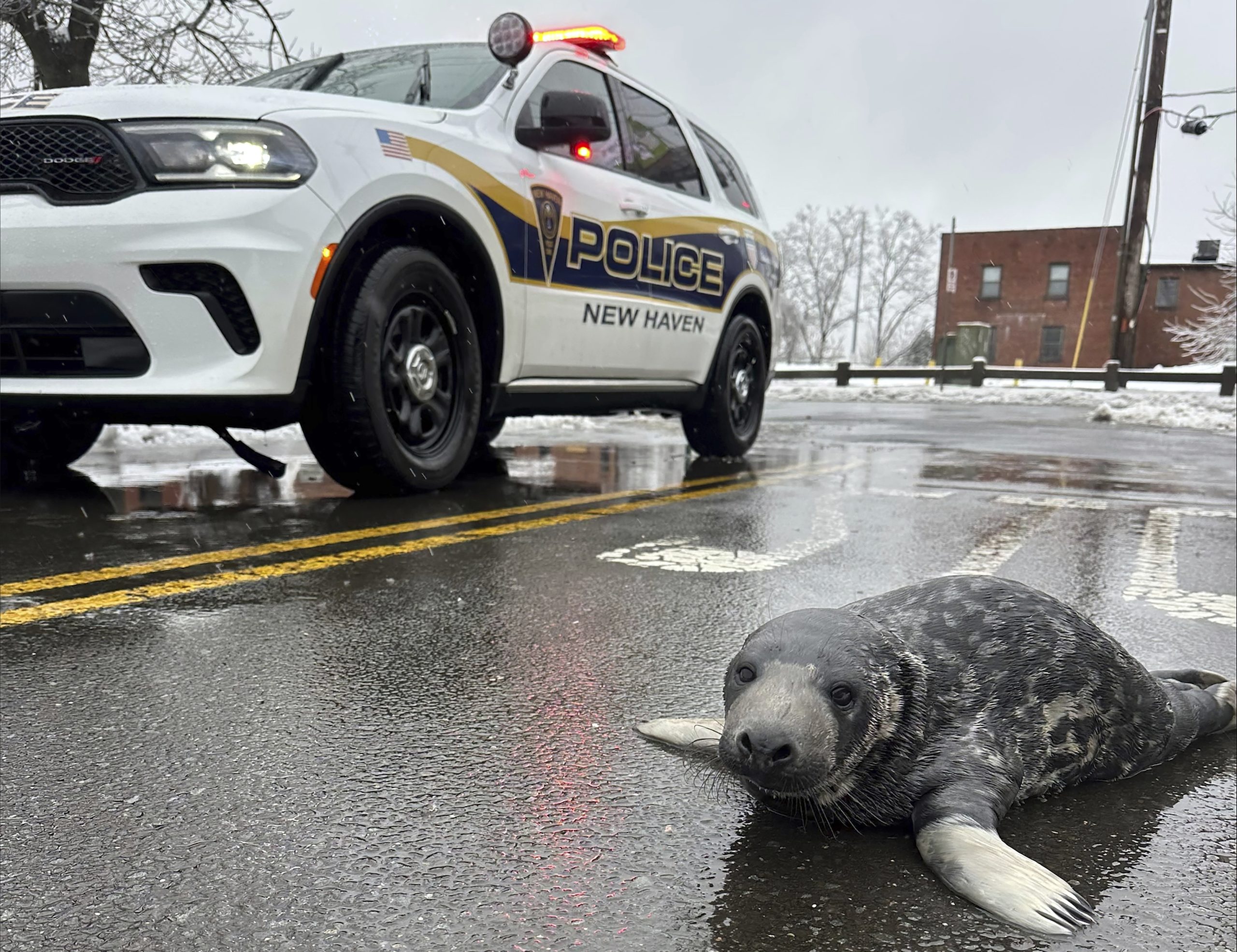 A baby seal rescued from a Connecticut street dies at an aquarium