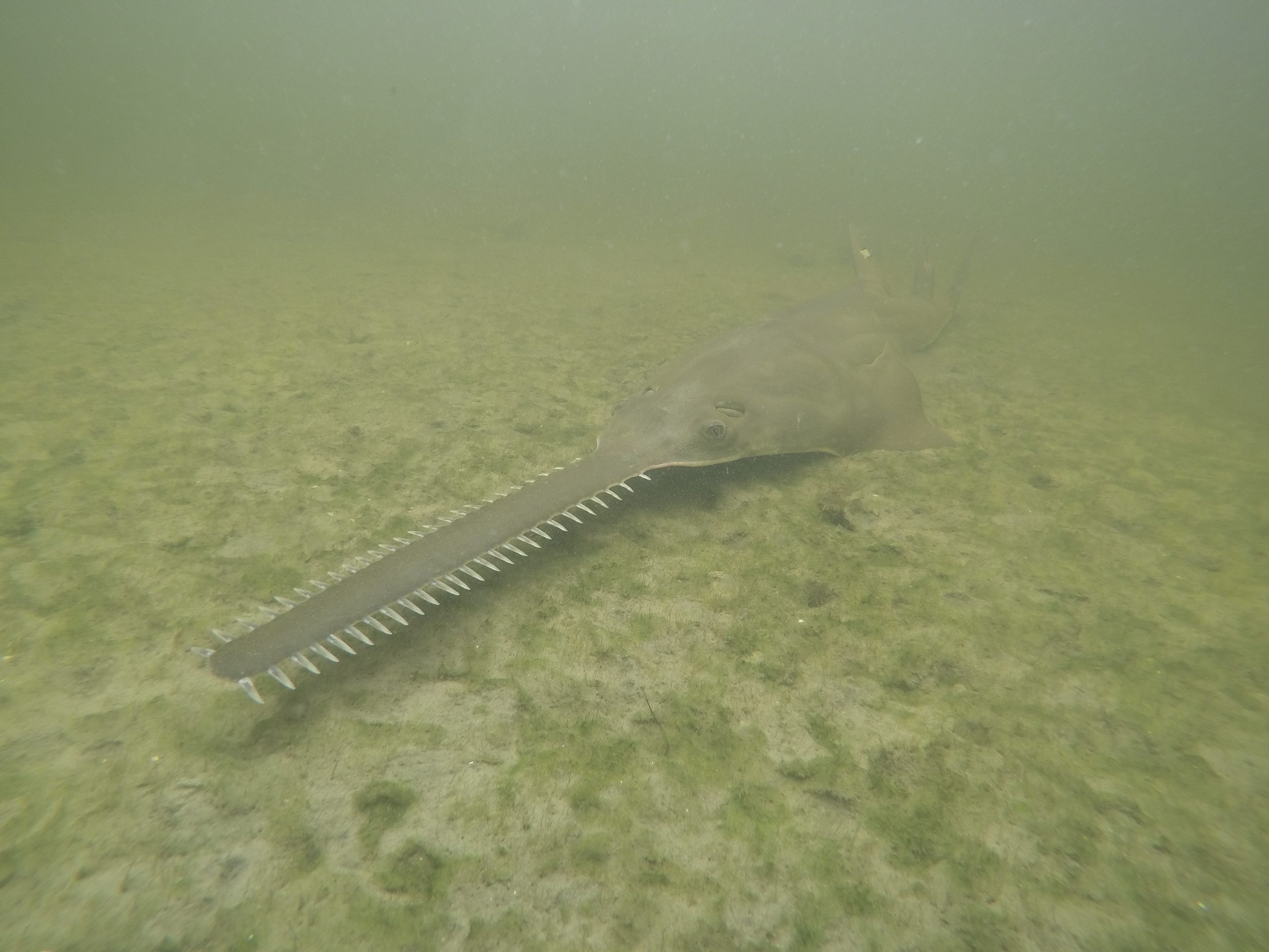 Mysterious affliction causing endangered sawfish to spin and die resurfaces in Florida