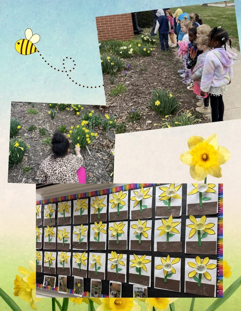 Mrs. Kessler and Mrs. Clarks pre-K class investigated daffodils outside MacArthur. The children then created their own…