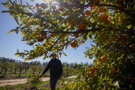 Relief for farmers under consideration, White House says