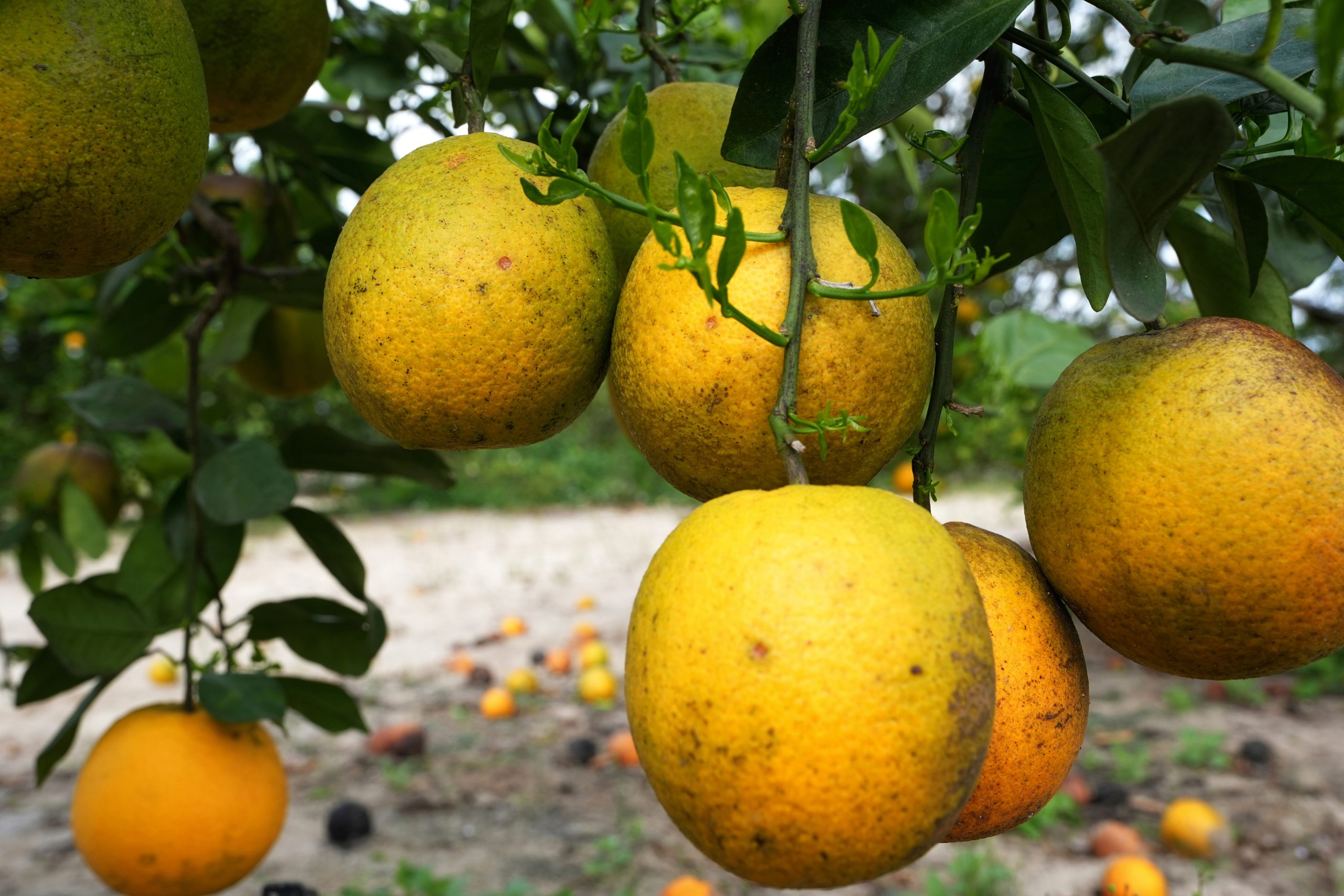 Major Florida grower plans to build new community after ending citrus operations