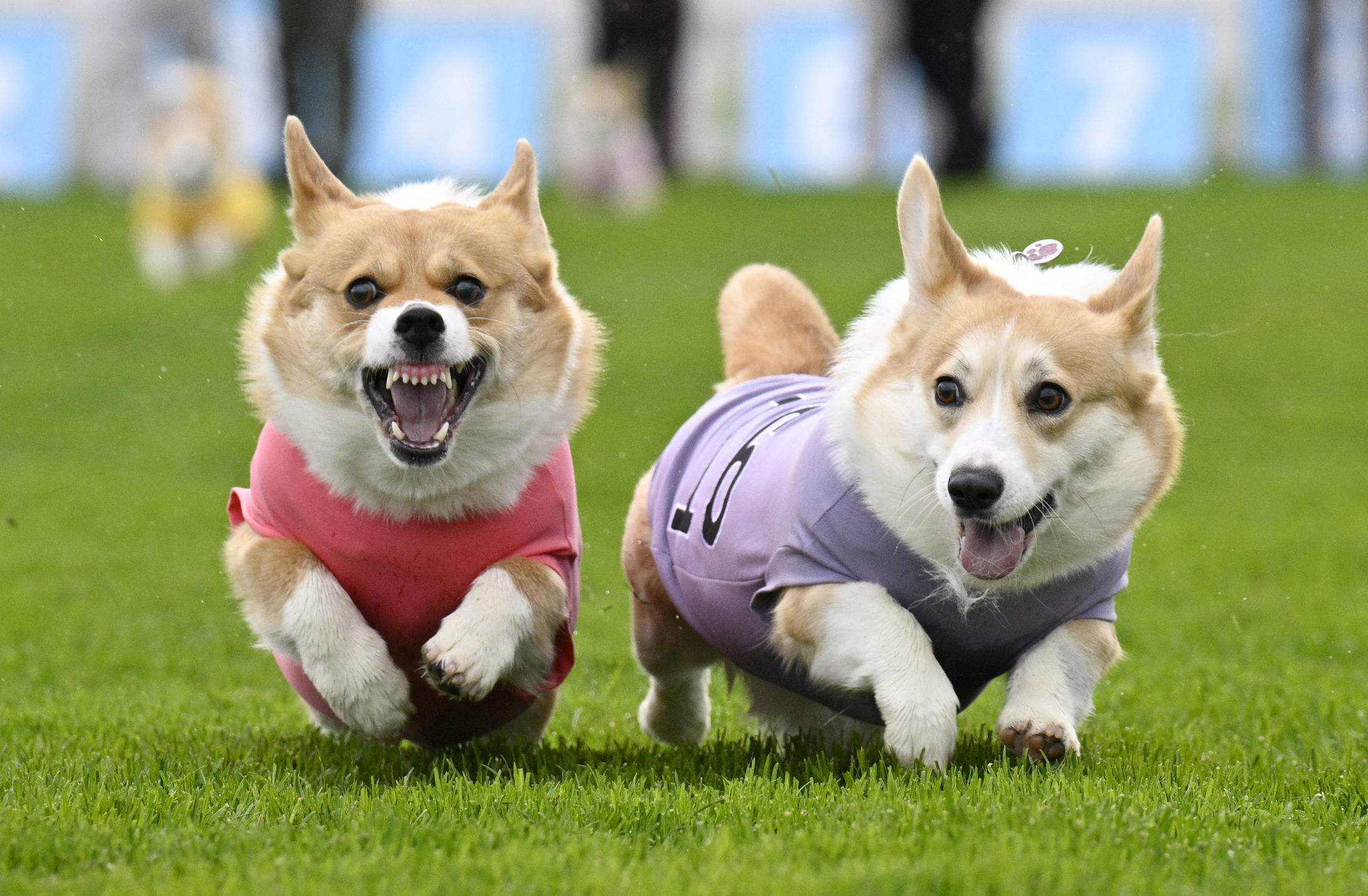 Queen Elizabeth II’s favorite dogs race for glory in Britain’s Corgi Derby