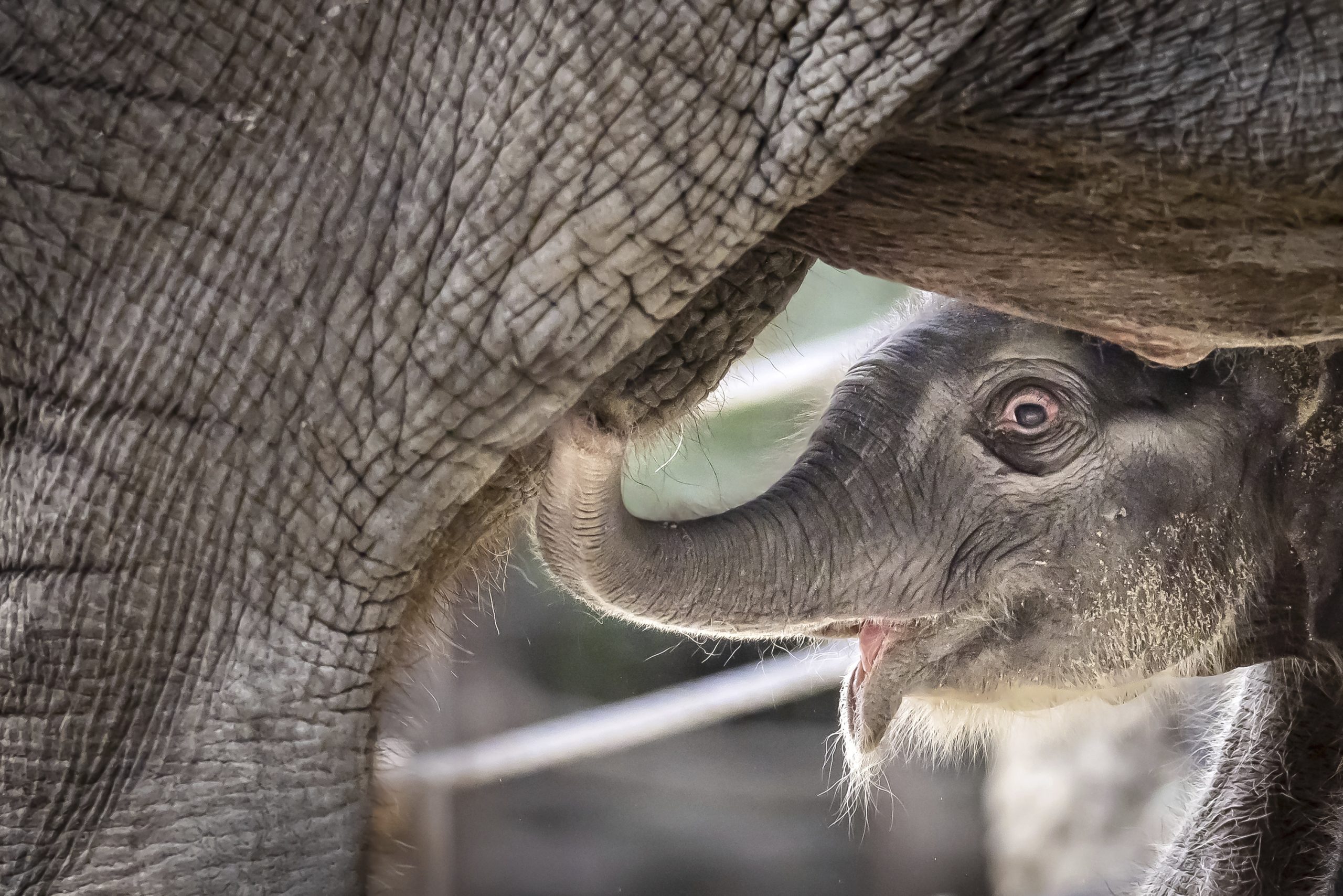 An Asian elephant calf was born at Zurich Zoo and its name will start with the letter Z