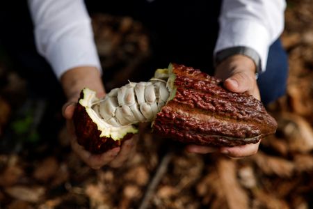 Brazil’s would-be cocoa king aims to revolutionize industry with giant farm
