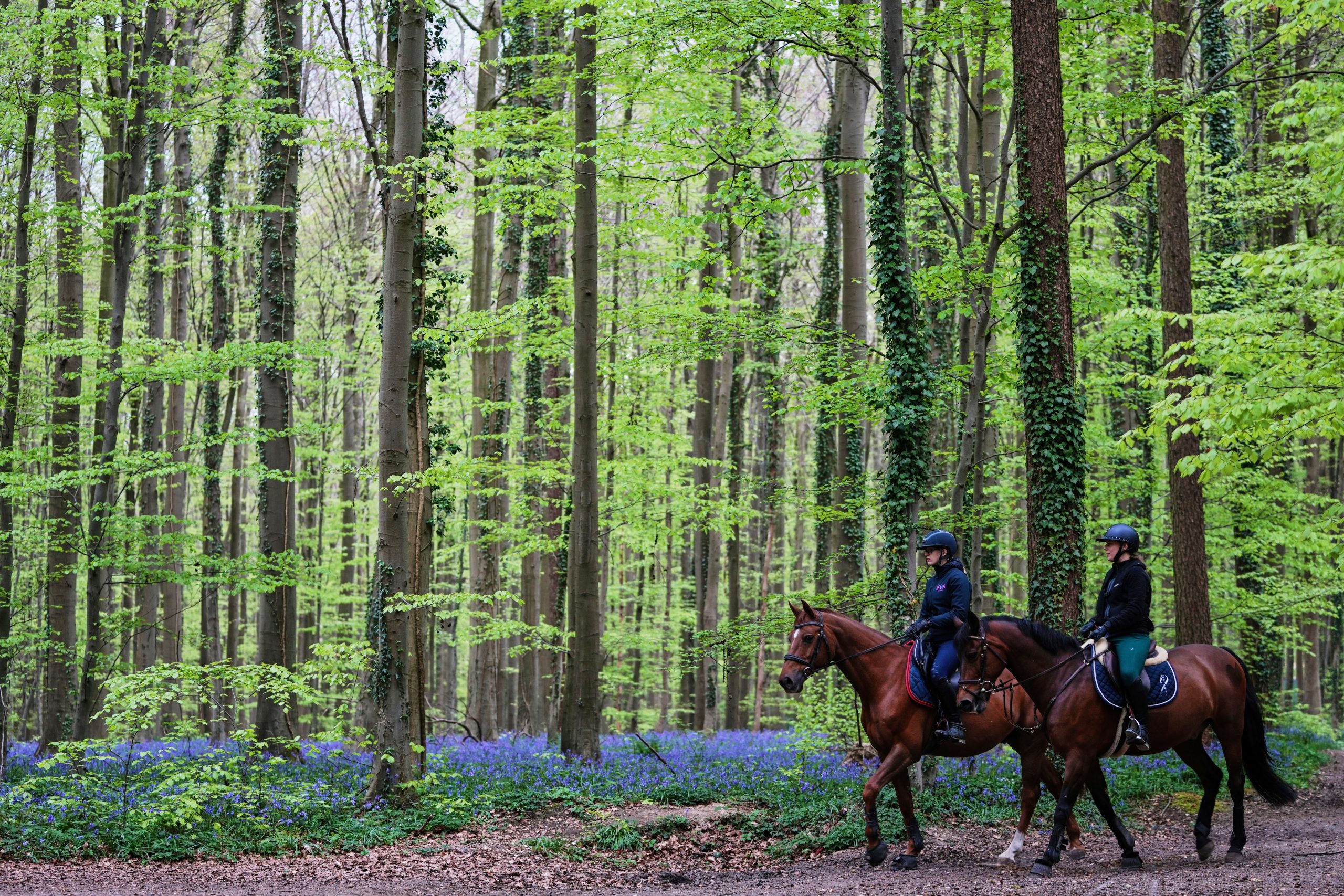 Bluebells and other spring flowers can be nature’s antidote to stressful times