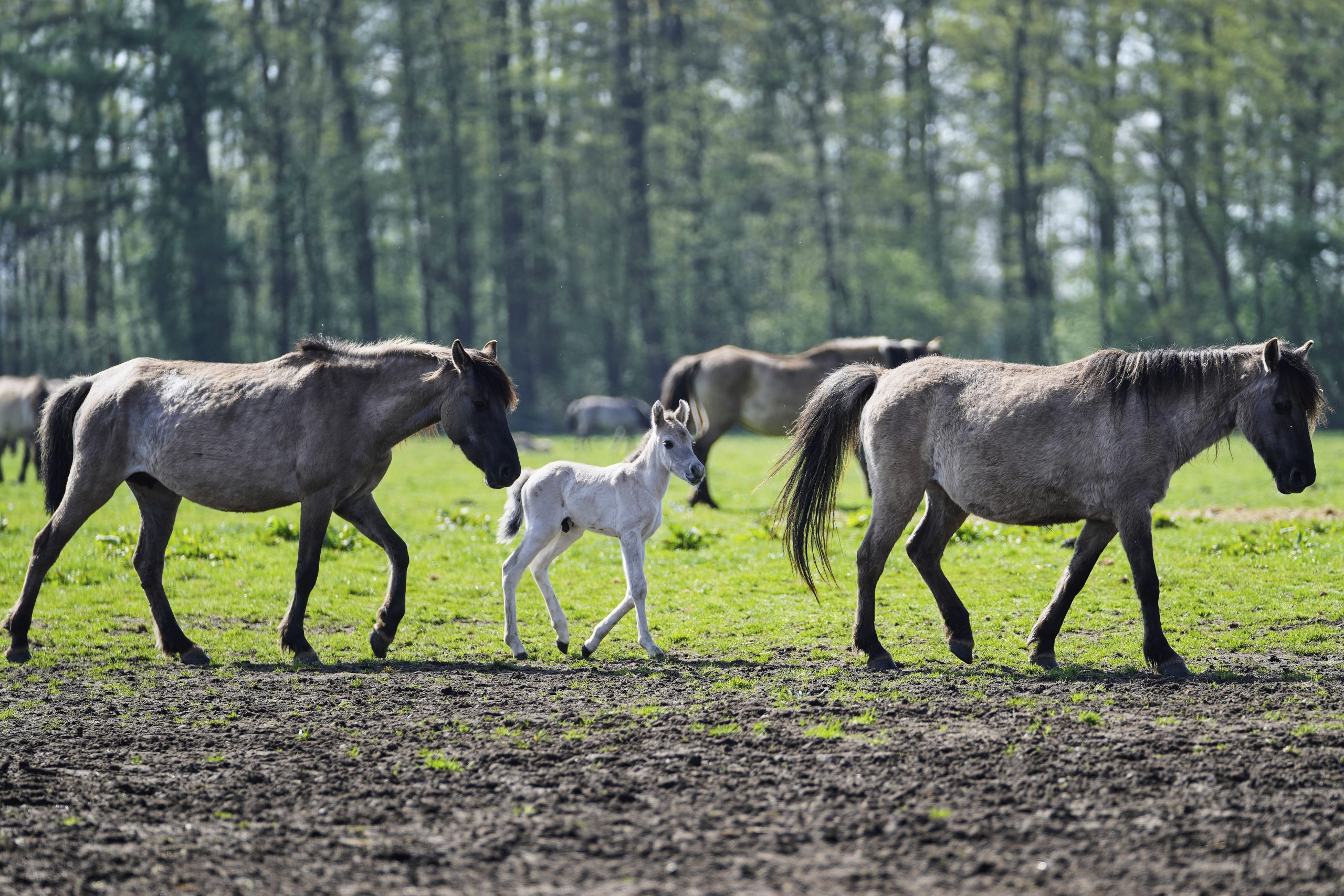 AP PHOTOS: A herd of wild horses with origins in the 14th century still roams the German countryside