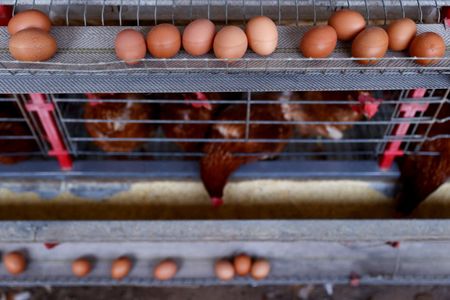 US farm agency withdraws proposal aimed at lowering Salmonella risks in poultry