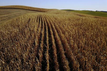 Column-Funds hold bullish corn and soybean bets steady as trade talks await clarity: Braun
