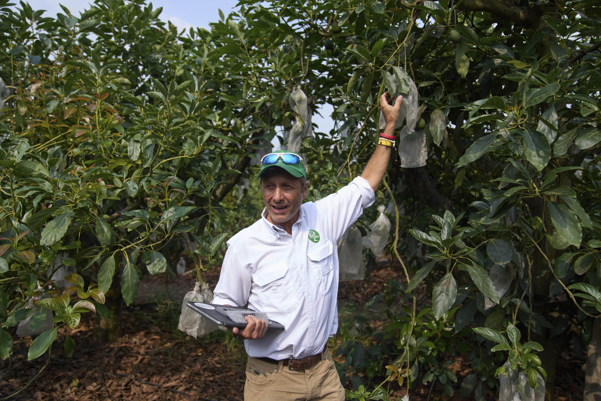 Guatemala gearing up to export avocados to US despite tariffs and delays