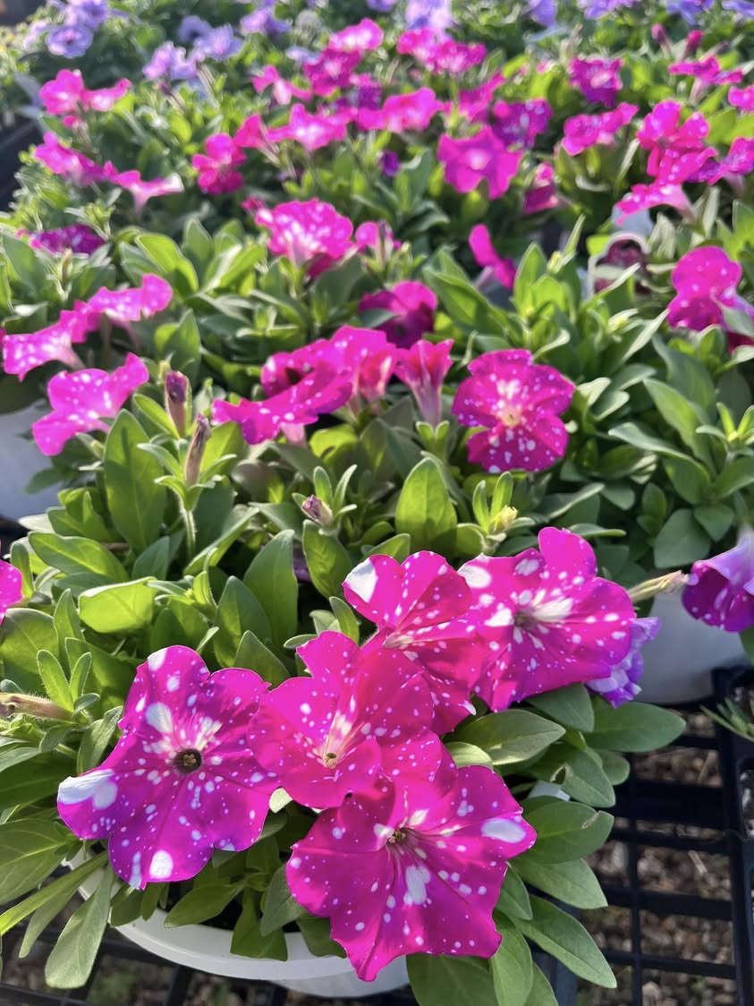 Mark your calendars for opening day of the Macomb FFA Greenhouse! We’ll see you April 12 at 10AM! #MAC185 #macffa