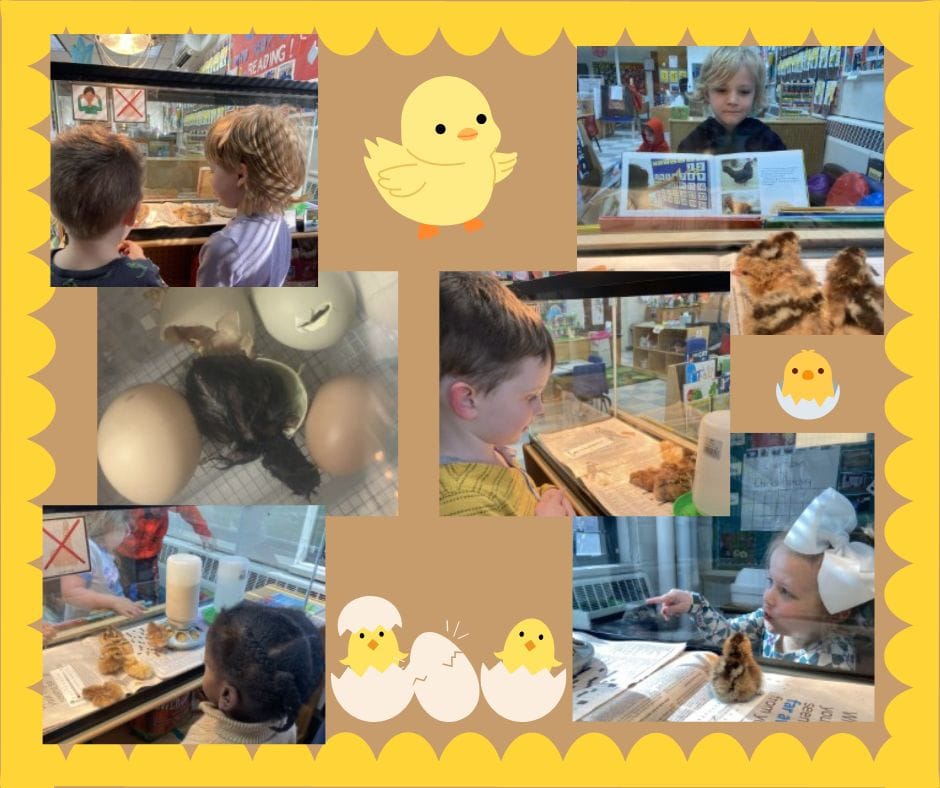 Mrs. Clark & Mrs. Kesslers pre-k students love having baby chicks in their classroom! #mac185