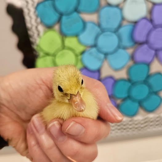Mrs. Poores class enjoyed sharing their classroom with a baby duckling! Students are eagerly waiting for more eggs to h…