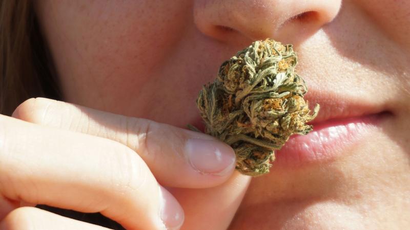 Minority cannabis owners call for more state funding and less regulation