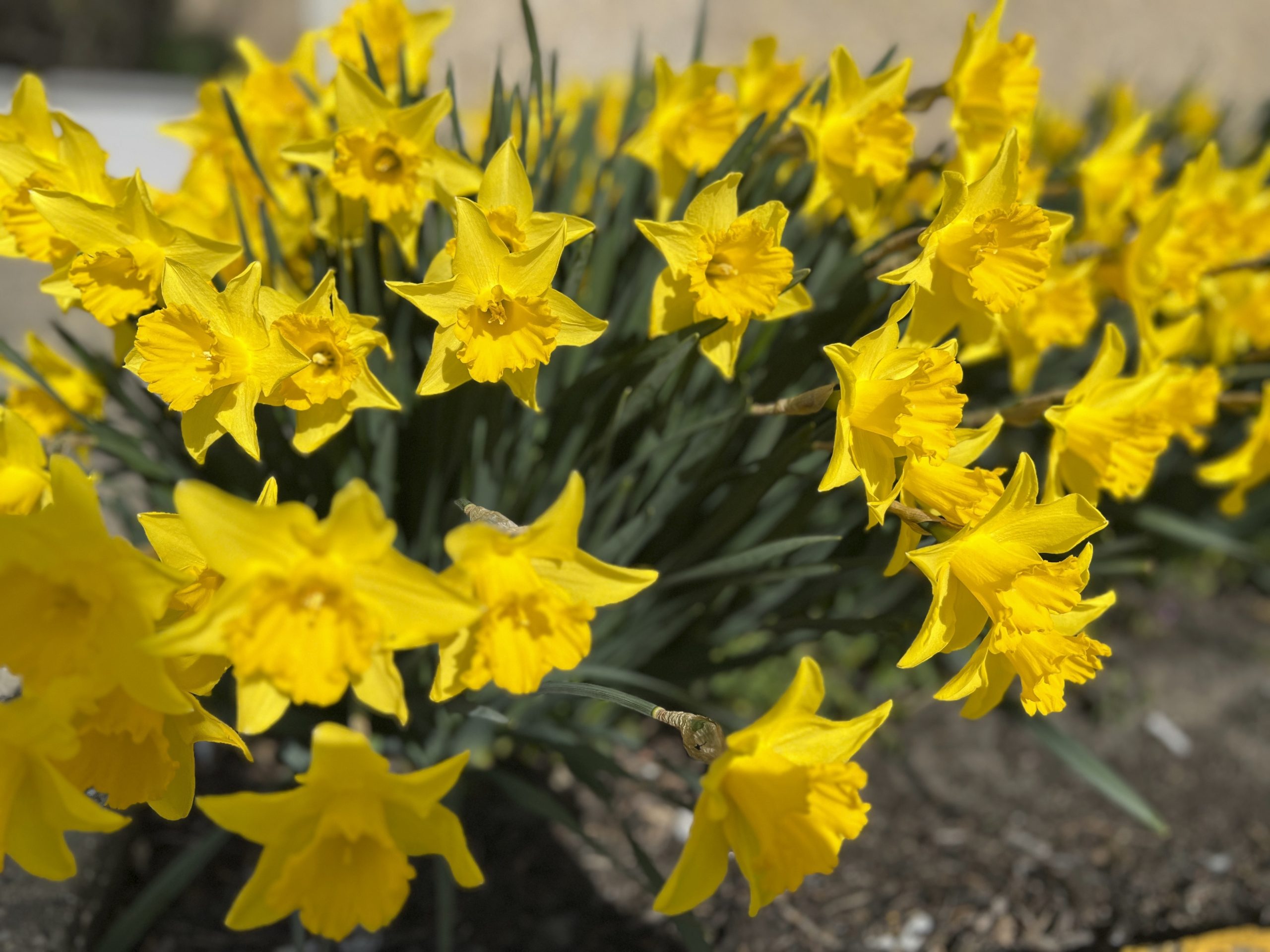 Some plants cause more suffering than others for gardeners with pollen allergies