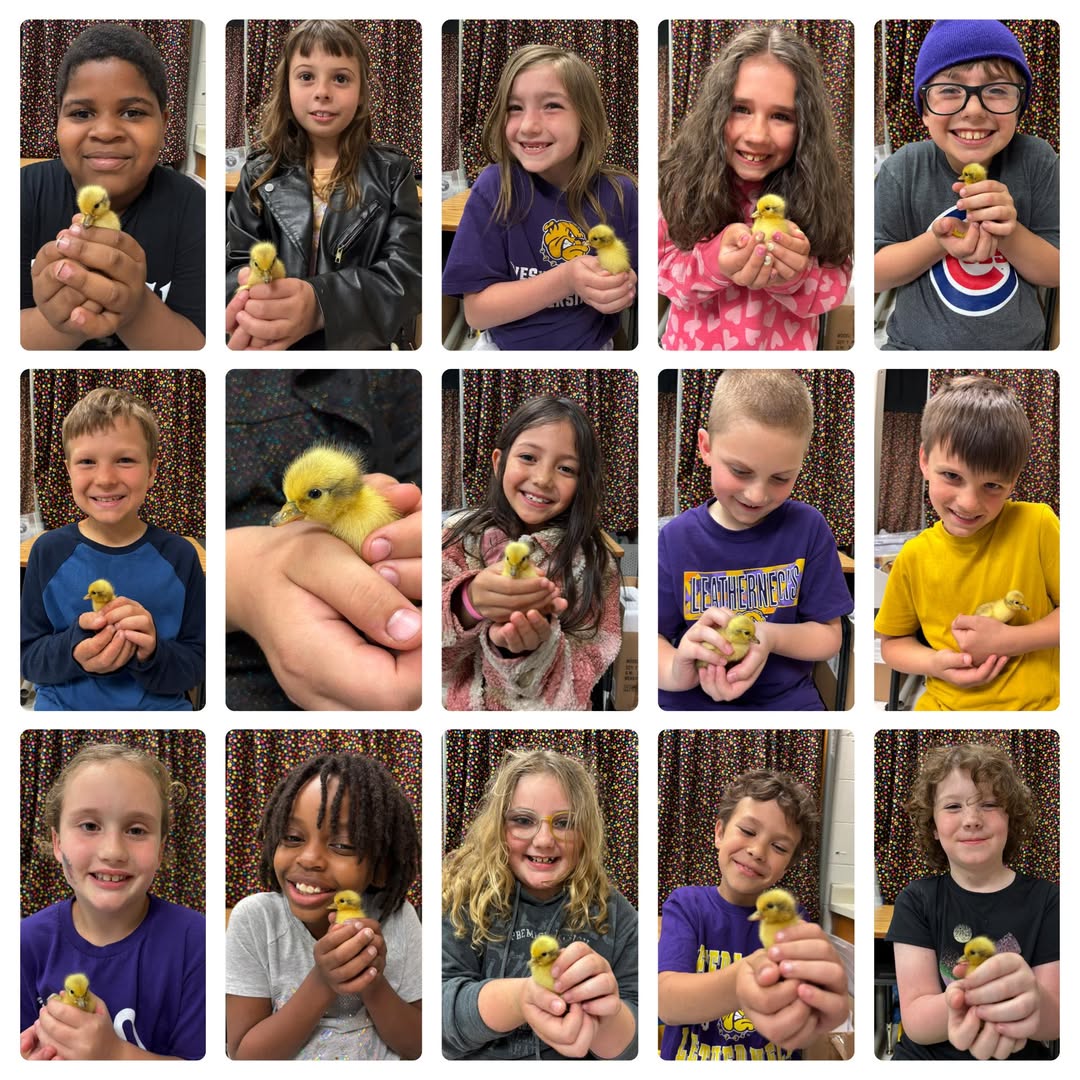 Mrs. Stoneking/ Locke’s class is enjoying hatching ducks! 🦆 #MAC185