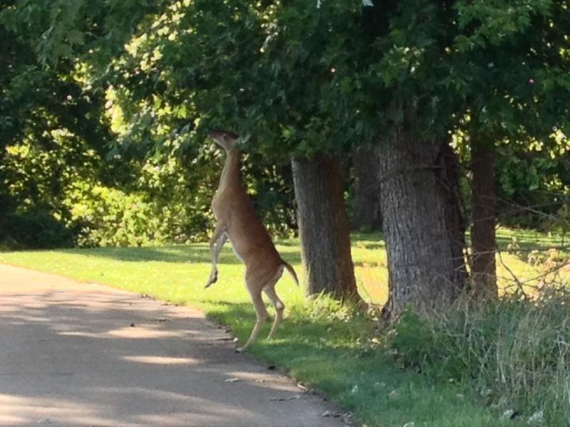 WATCH: Illinois senators pass measure allowing farmers to cull crop-damaging deer