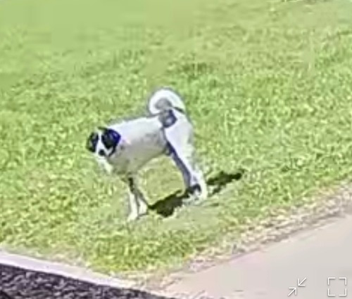 Public Help Requested to find Missing Police K-9 Migo Near Bureau/Putnam County Border