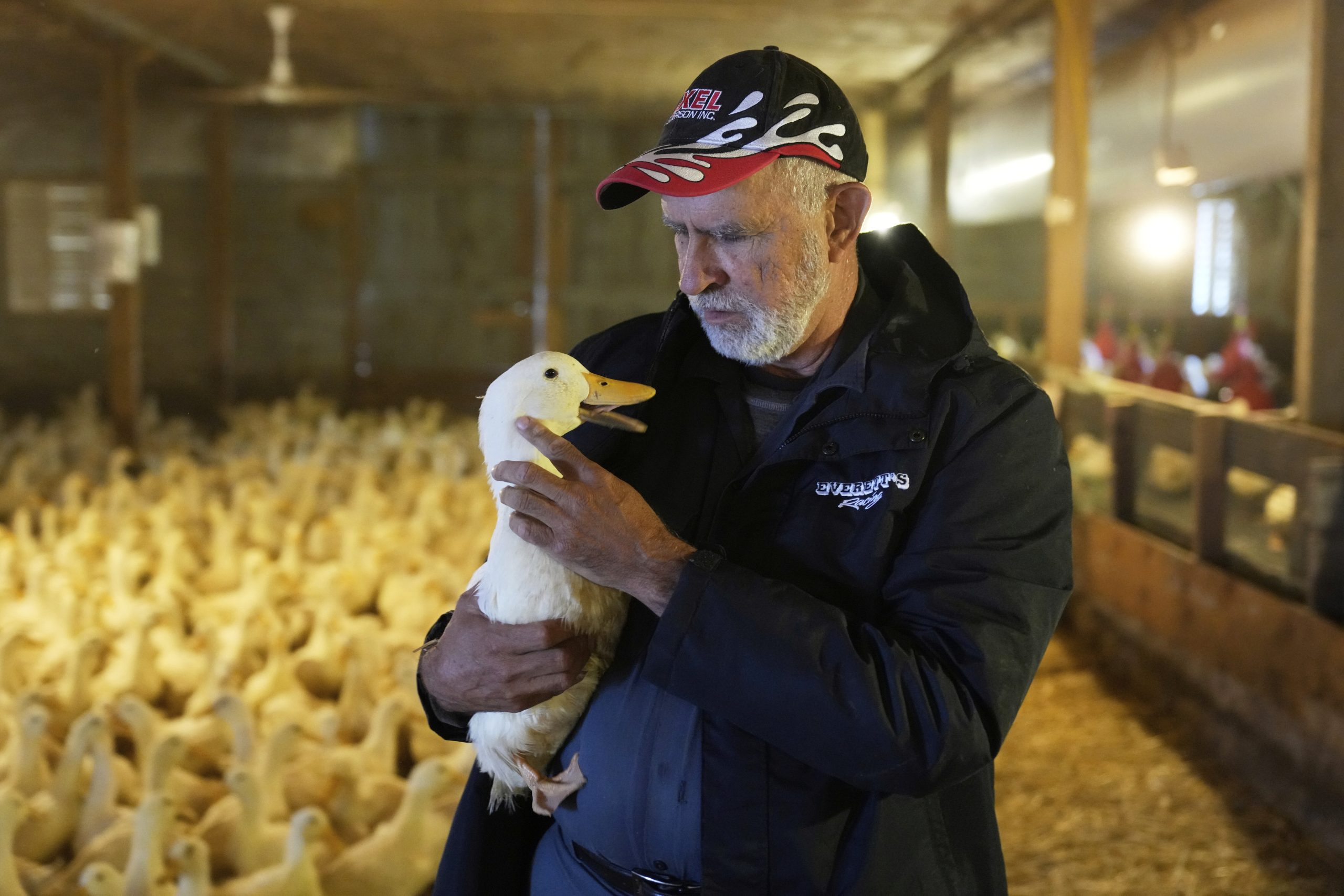 Ducks return to a Long Island farm that lost its entire flock to the bird flu