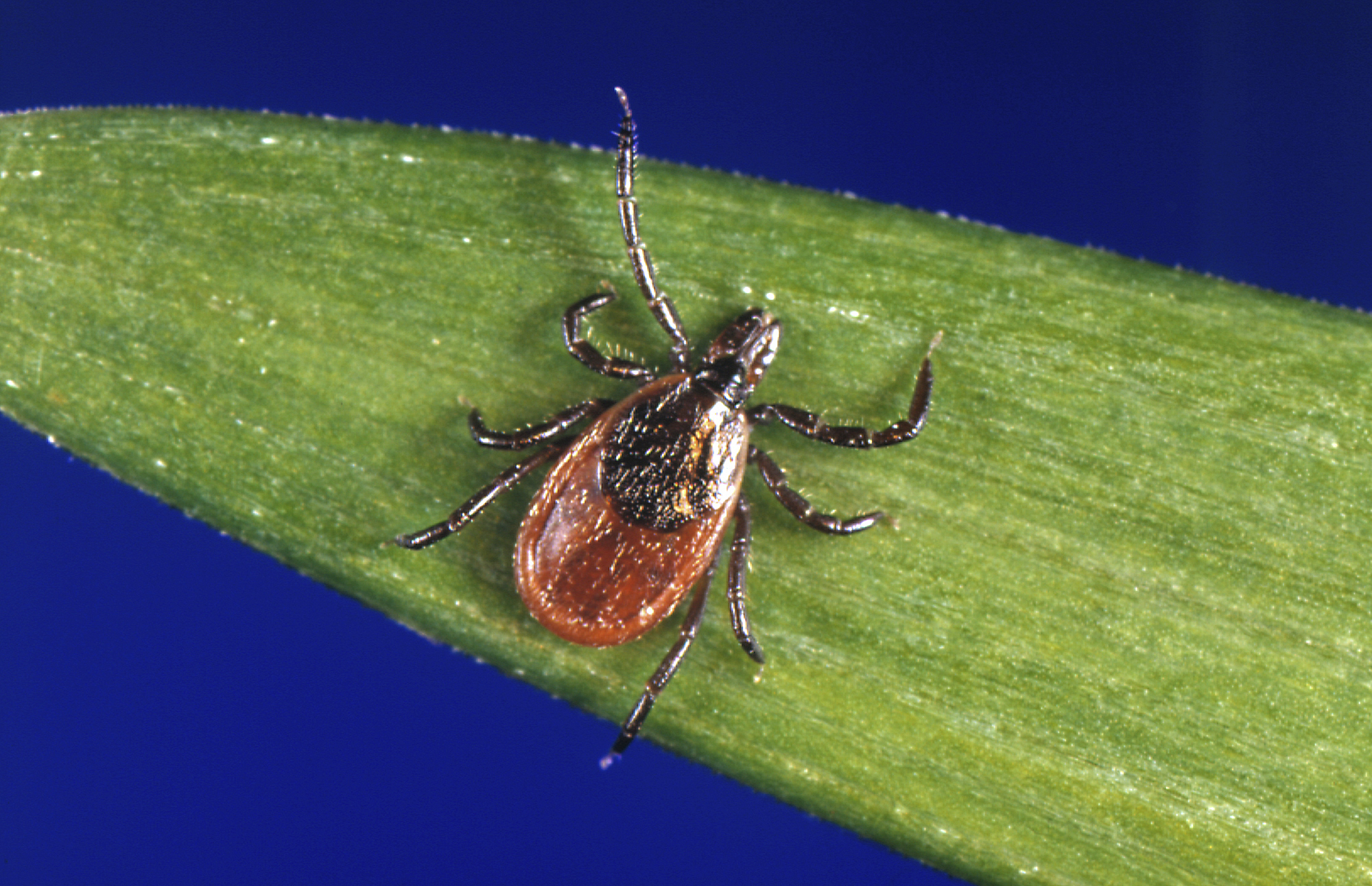 Illinois Reports First Case of Rare Tick Borne Powassan Virus Health Officials Urge Precautions