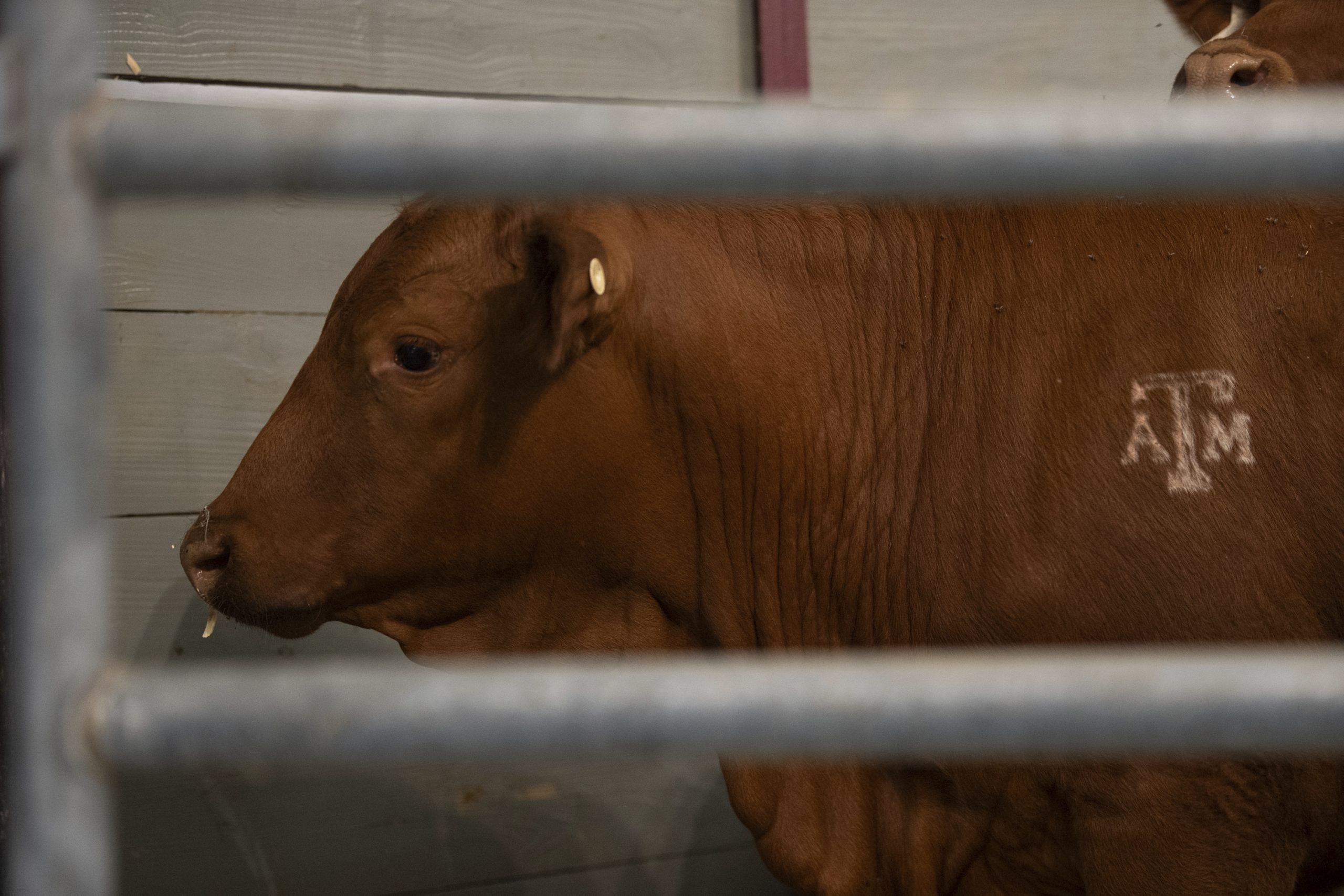 After screwworm scare, US-Mexico border set to reopen for cattle imports