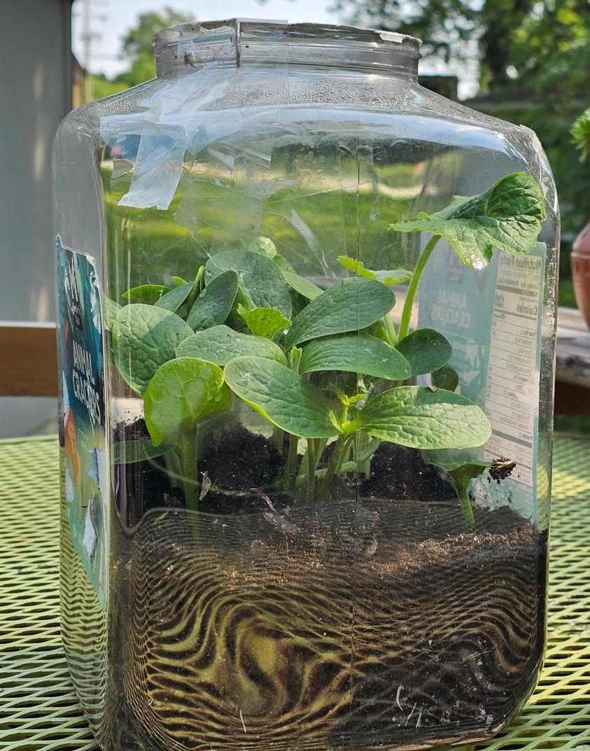 Pumpkin Jack(Orangie) in Mrs. Poores class has finally sprouted! Hopefully well have a baby pumpkin for next years sc…