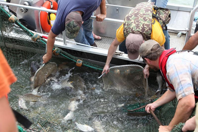 Illinois making progress in keeping invasive Asian carp out of the Great Lakes