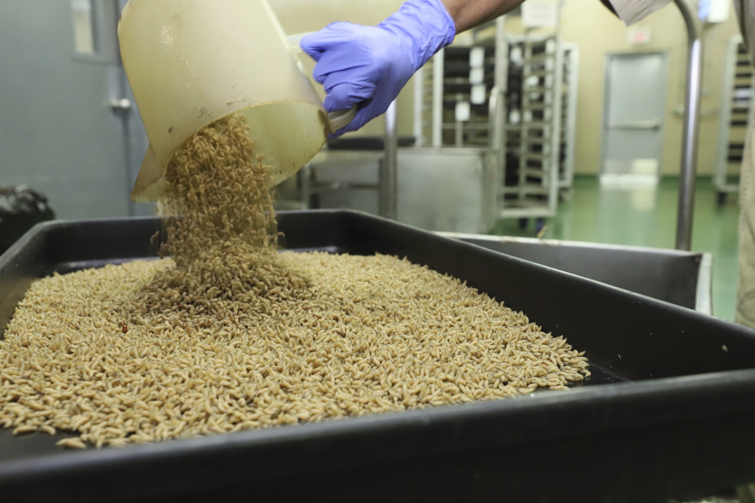 US has reclosed its southern border after a flesh-eating parasite is seen further north in Mexico