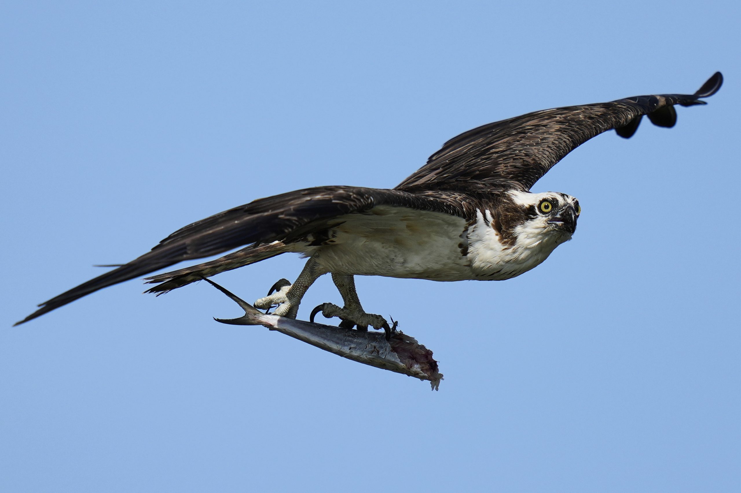 Osprey came back from the brink once. Now chicks are dying in nests, and some blame overfishing