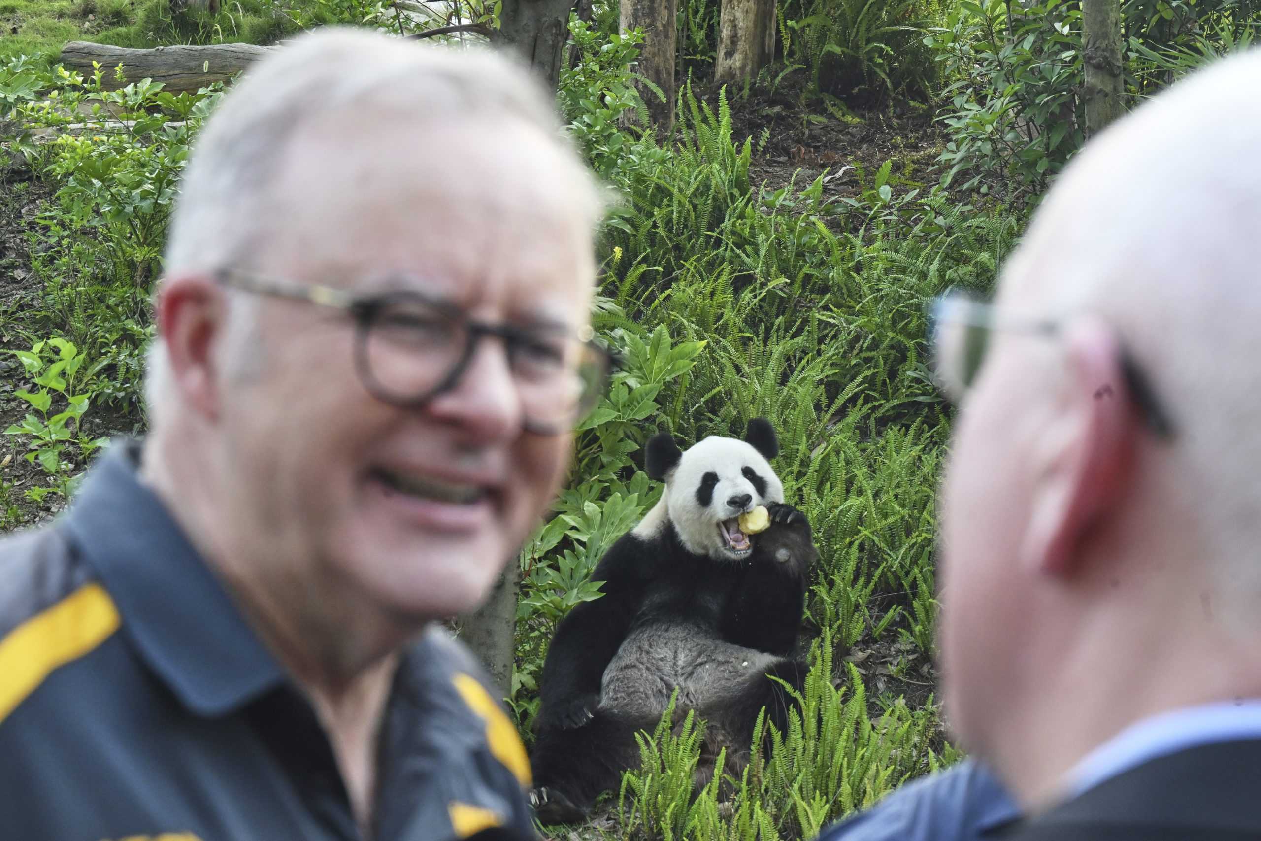 Australian prime minister indulges in panda diplomacy as China state visit nears end