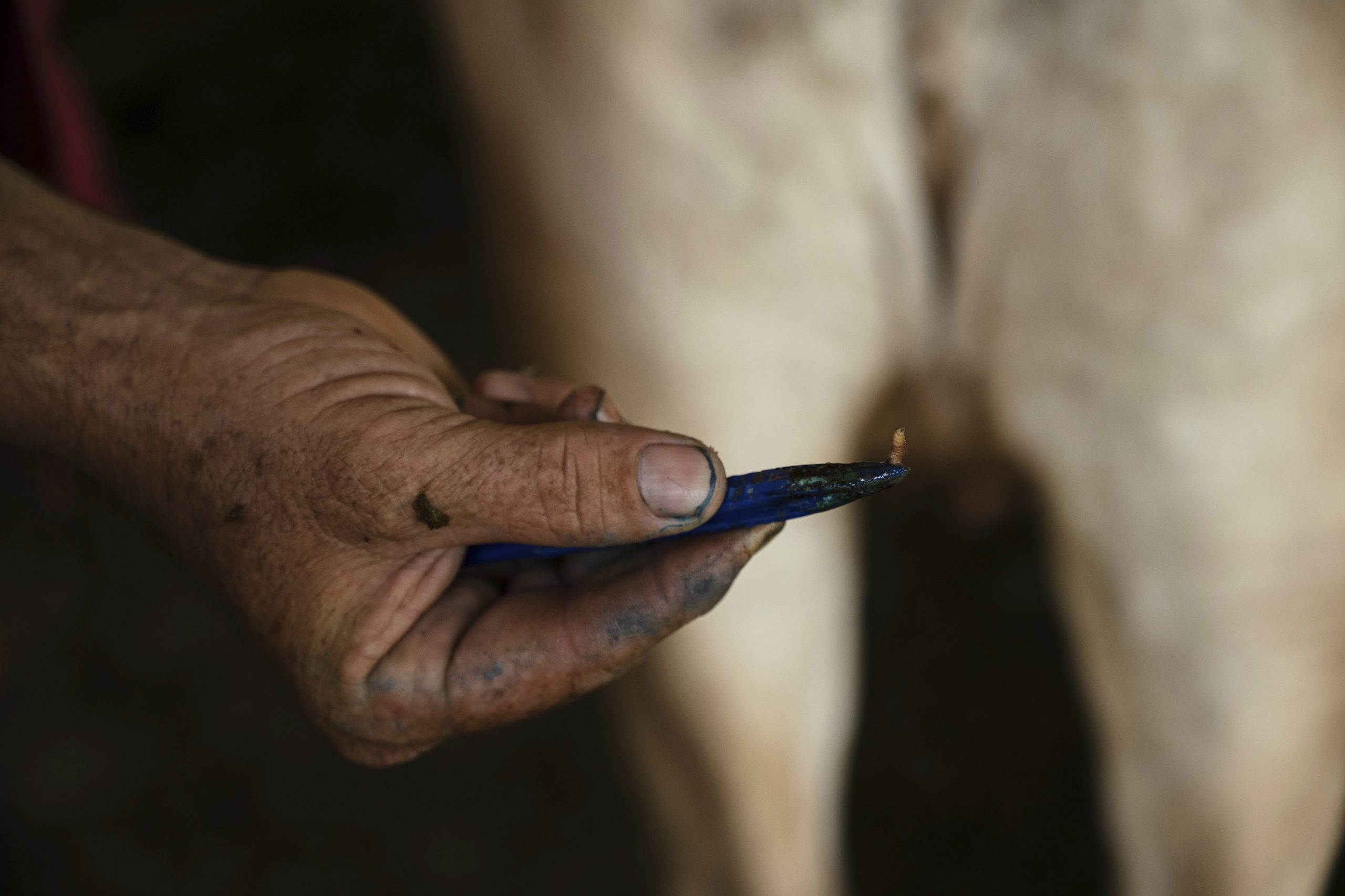 Ranchers in southern Mexico are struggling against a flesh-eating parasite infecting livestock
