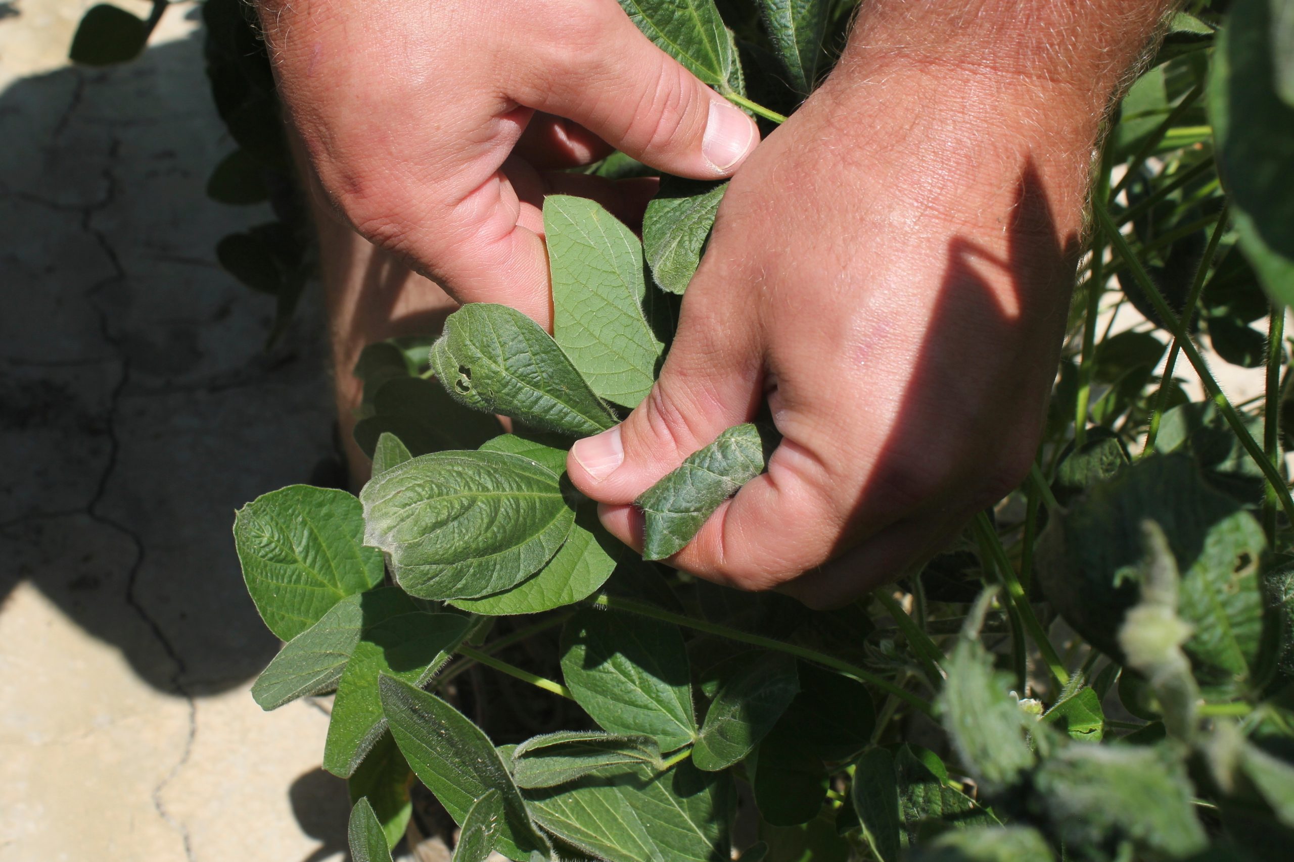 The Environmental Protection Agency wants to bring back the weed killer dicamba
