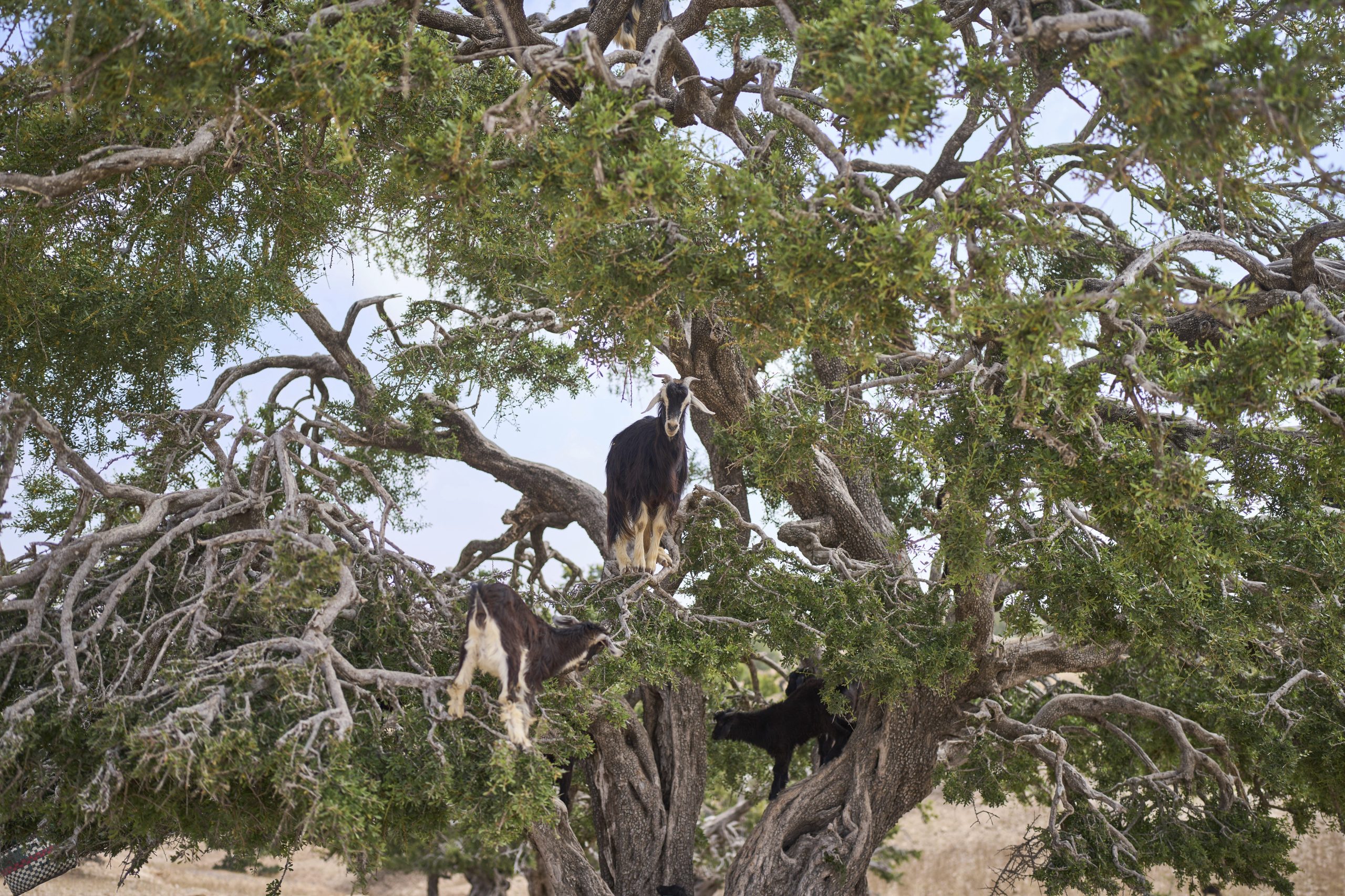 The beauty industry loves argan oil. But demand, and drought, are straining Morocco and its trees