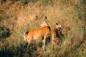 More CWD Check Stations Available