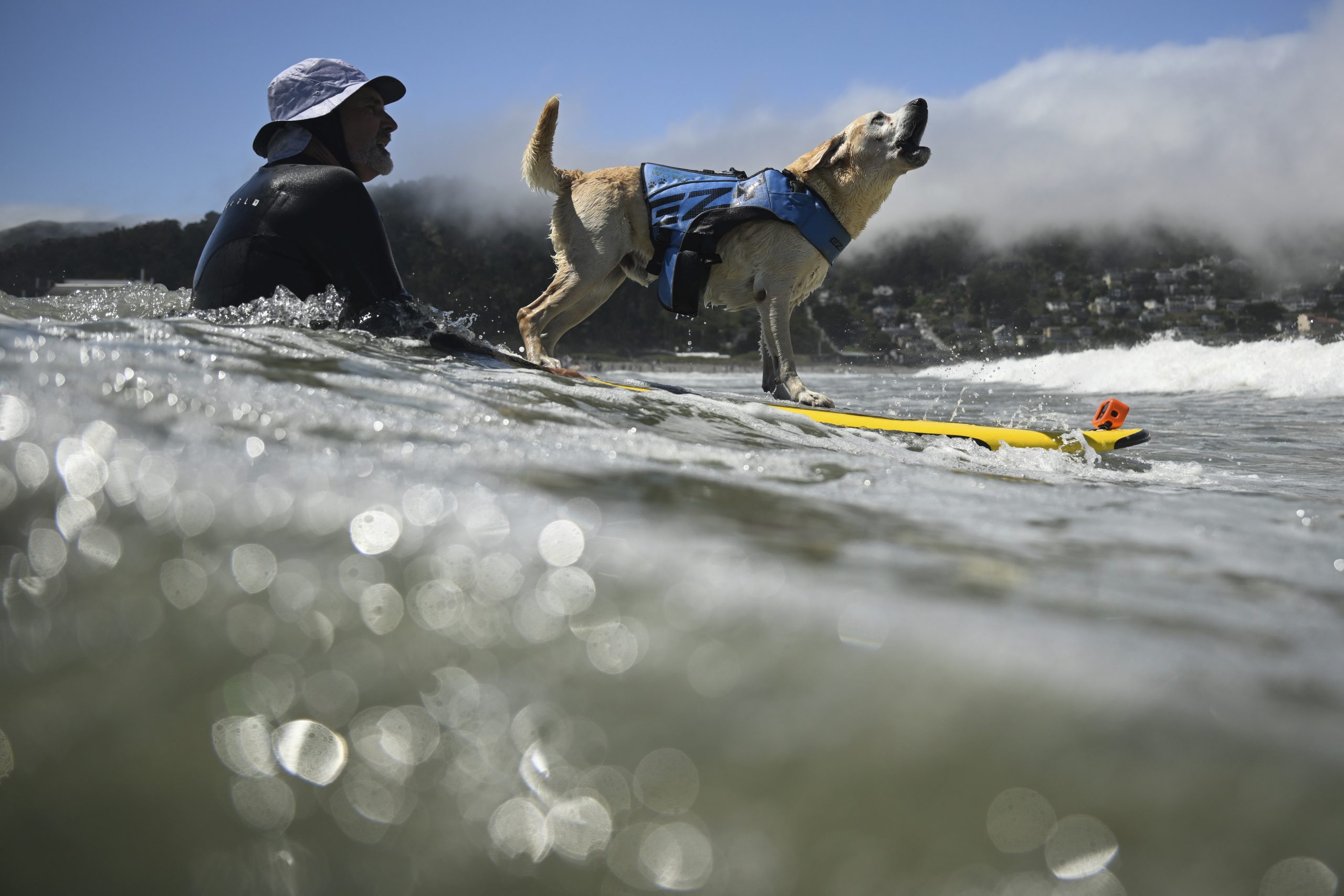 Who’s the top dog? Wave-riding canines compete in the World Dog Surfing Championships