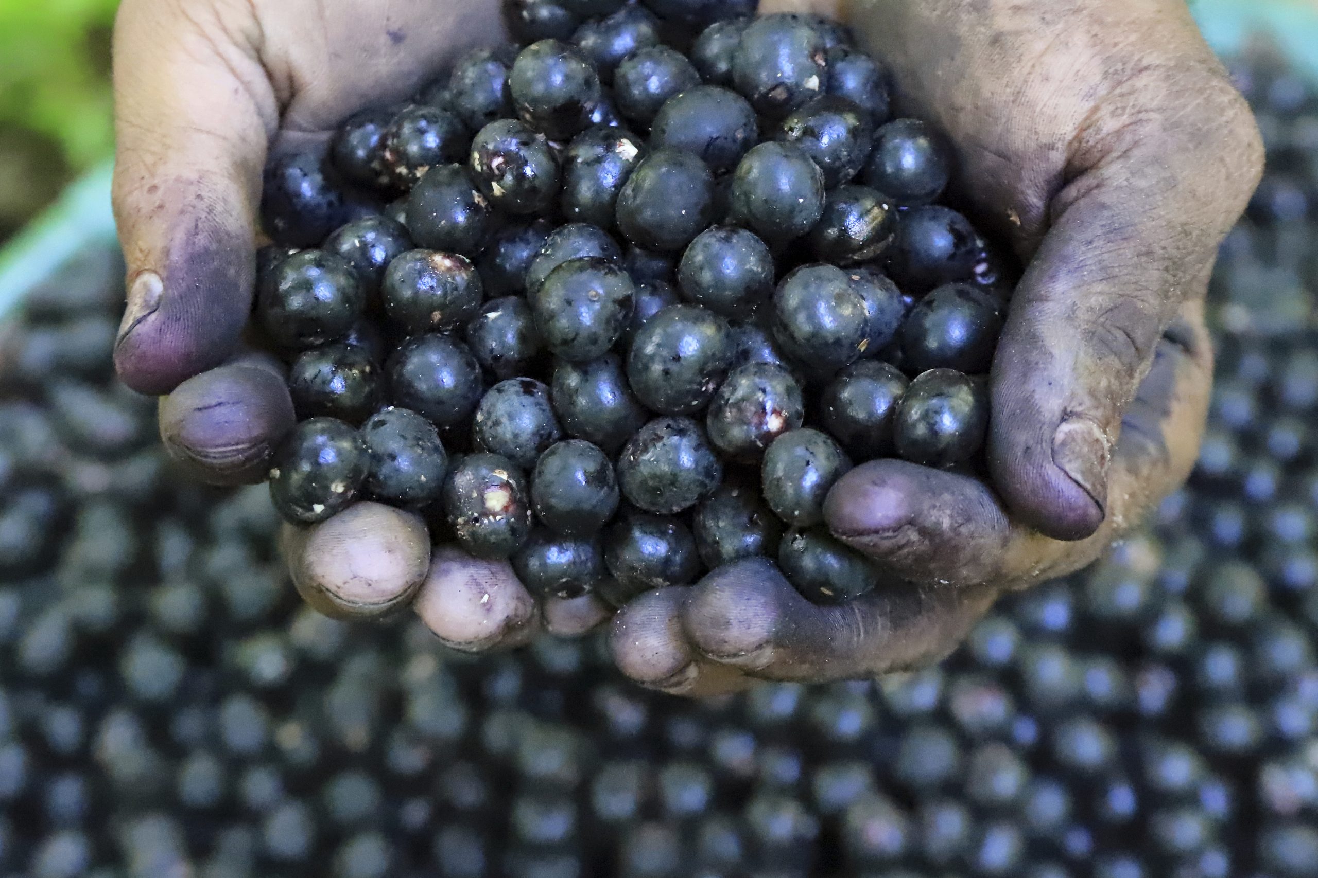 Why Trump’s tariffs could be a disaster for Brazil’s acai industry and American consumers