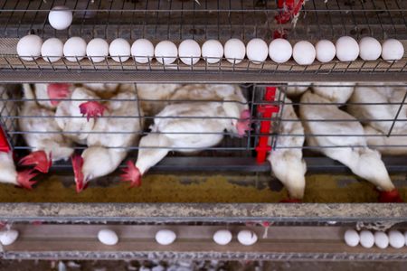 Brazil egg exports to US spike after bird flu, ahead of tariff