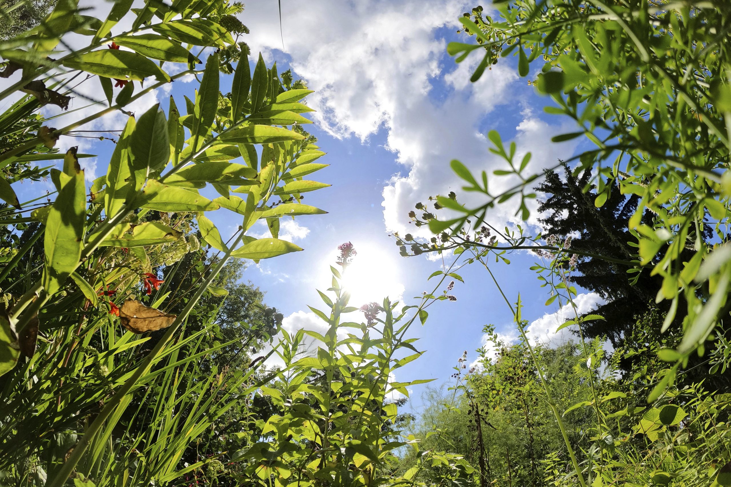 A Berlin garden of flavorsome herbs revives a monastic health tradition from the Middle Ages