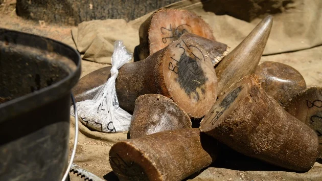 South Africa accuses 6 of massive rhino horn trafficking scheme involving nearly 1,000 horns